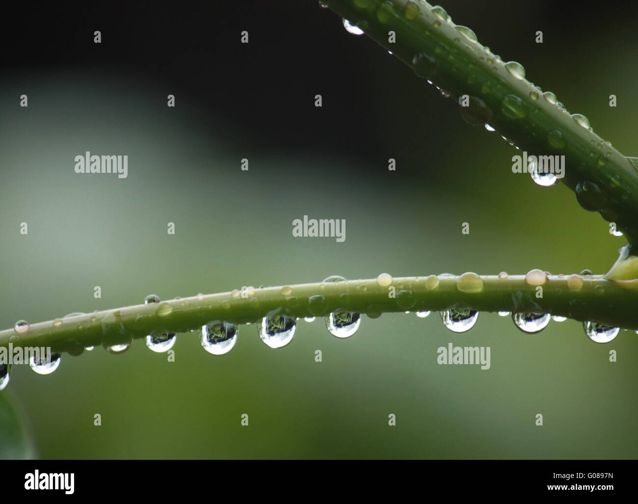 Pioggia di gocce di acqua su steli di piante Foto Stock