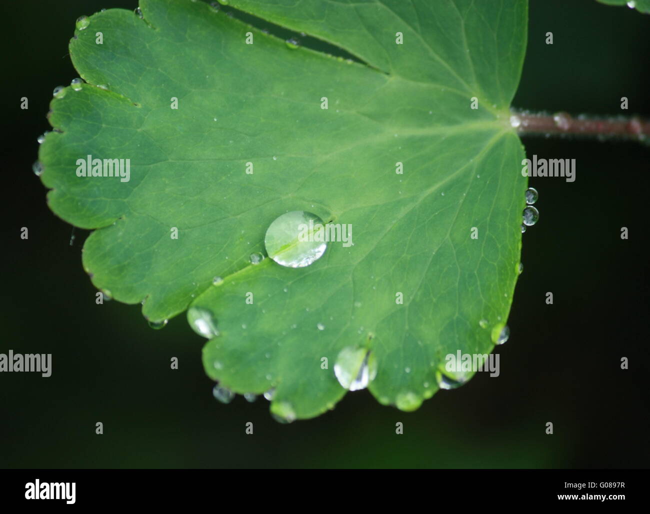 Pioggia, foglia con gocce Foto Stock