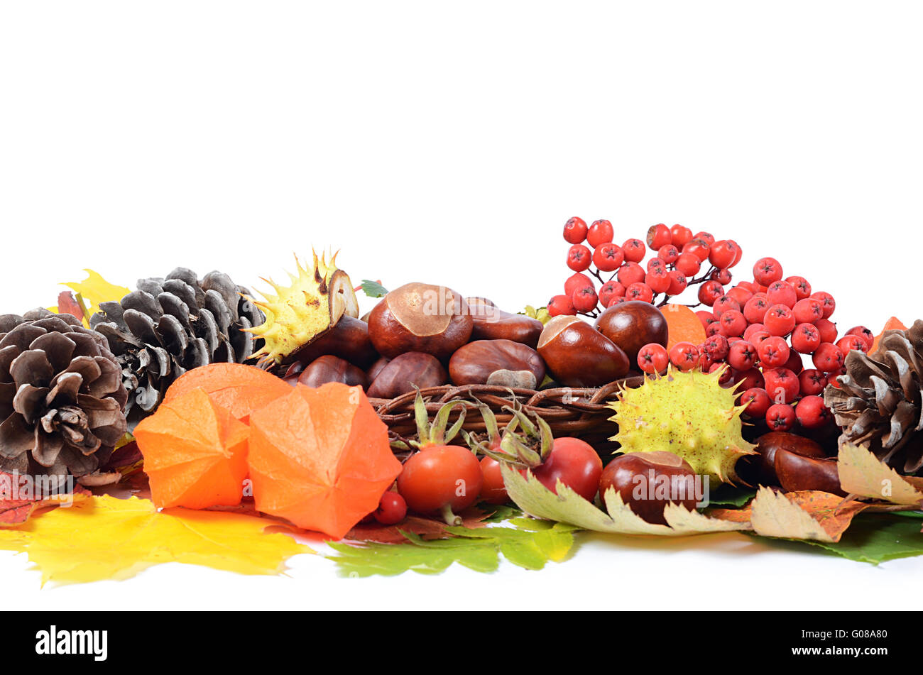 Castagne su foglie di autunno isolati su sfondo bianco Foto Stock