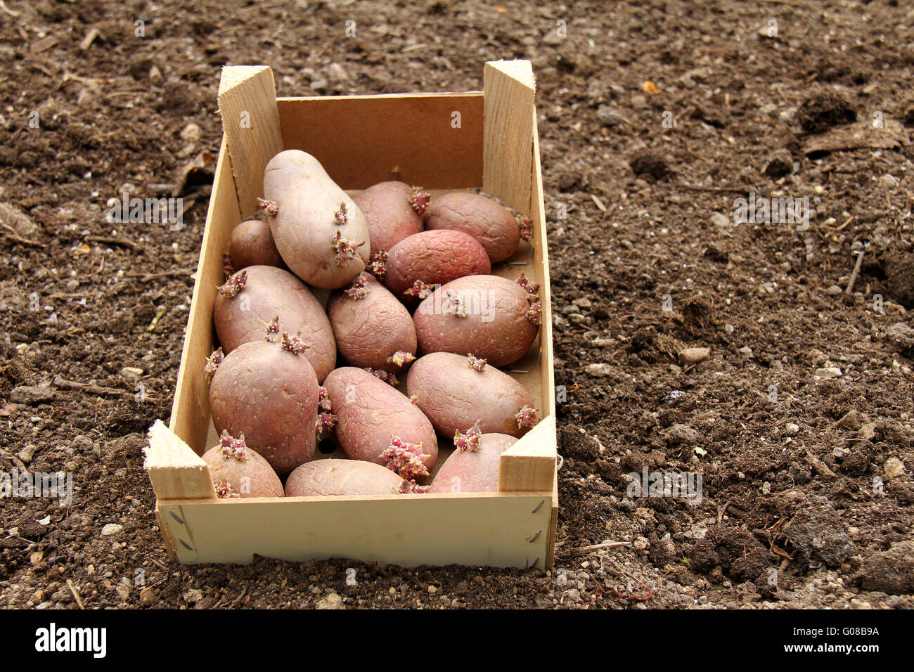 La semina delle patate Foto Stock