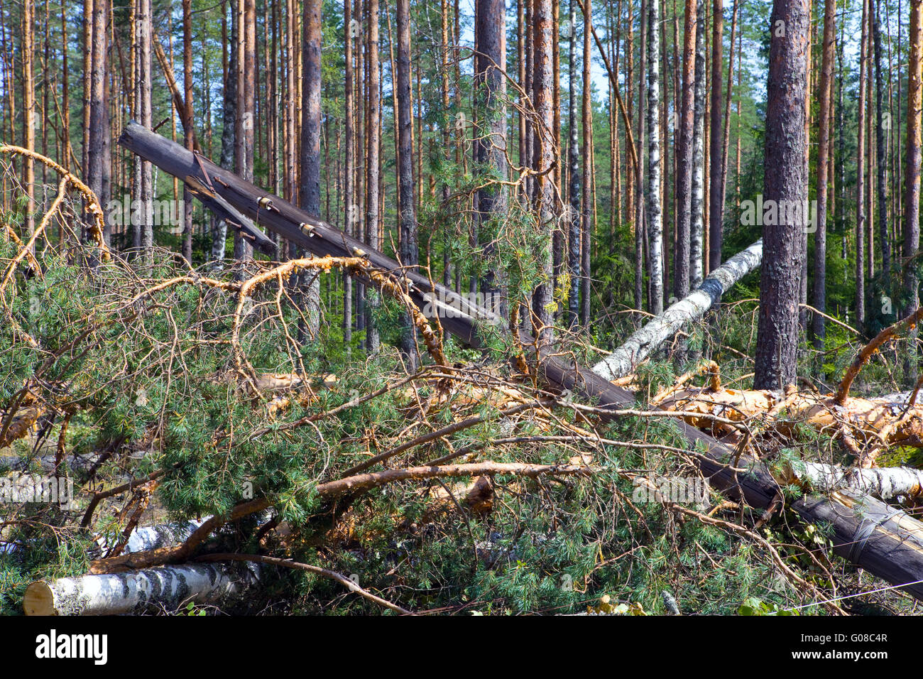 Alberi sradicati e il tumbled in basso il supporto di li Foto Stock
