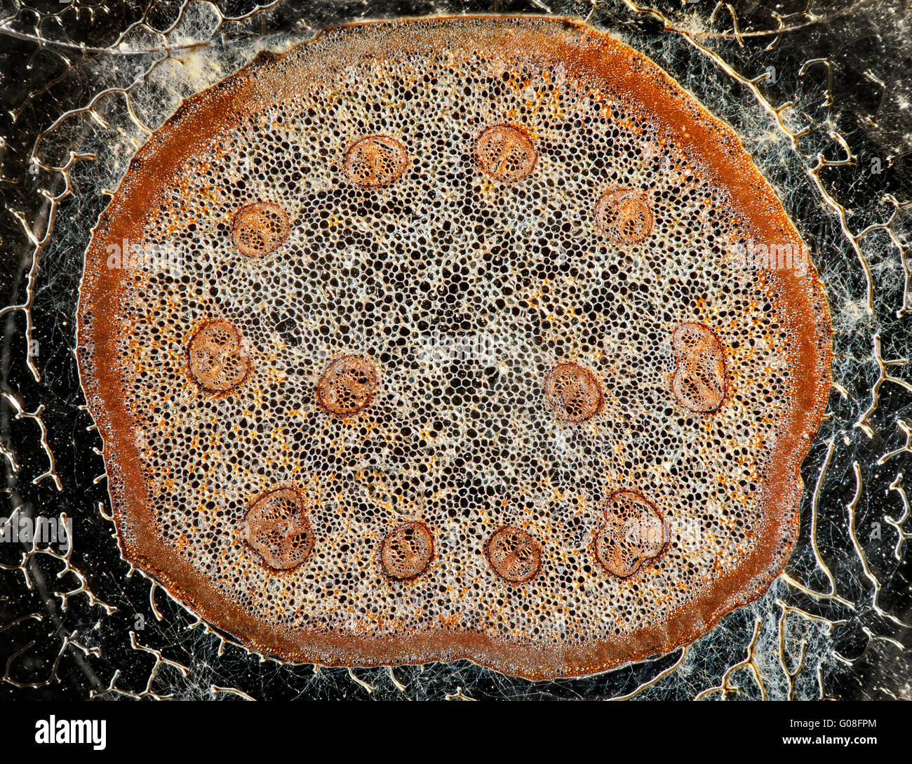 Alta vista macro di una pianta sezione dello stelo TS mostra tubi vascolare, xilema floema fasci vascolari Foto Stock