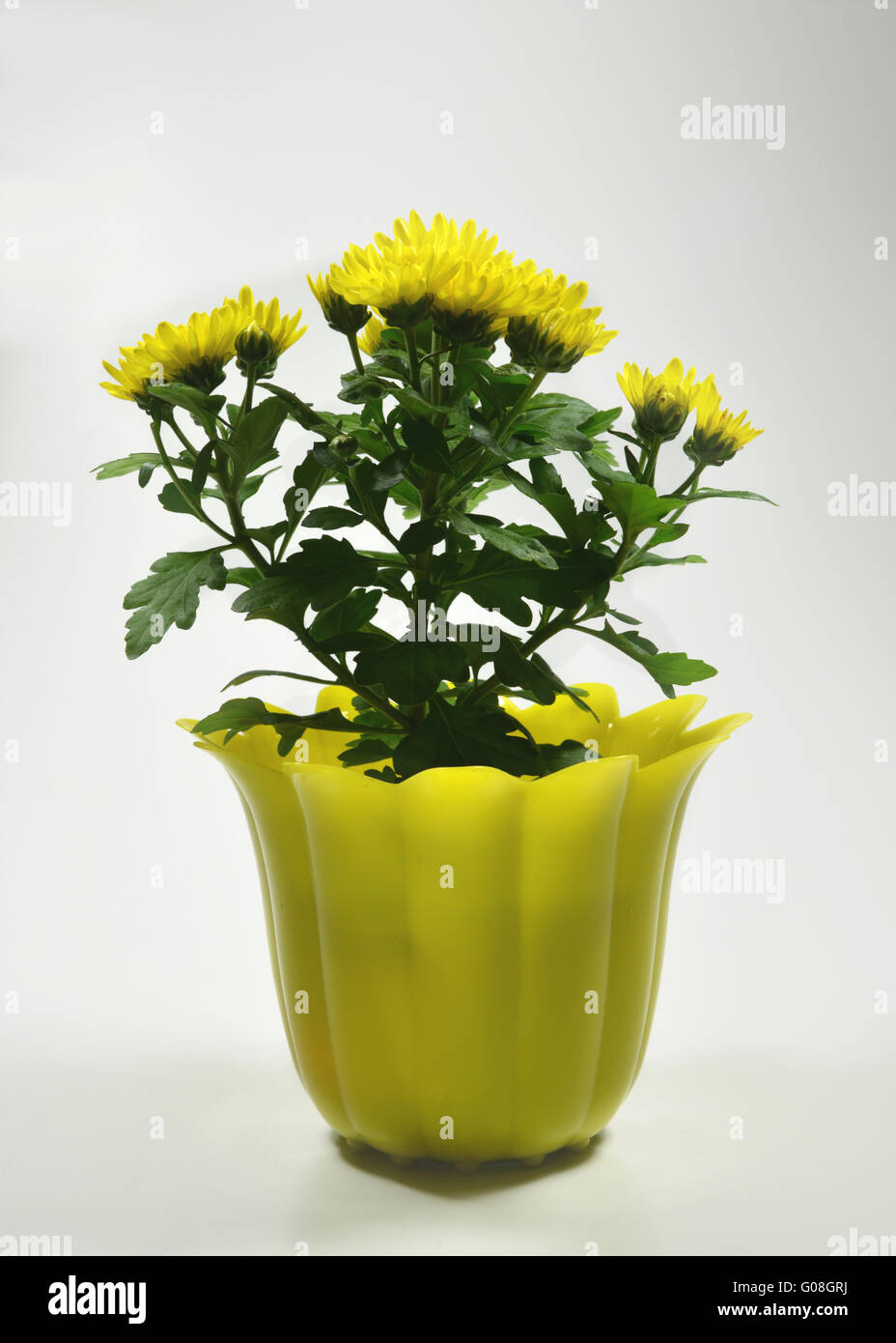 Astri in pentola giallo Foto Stock