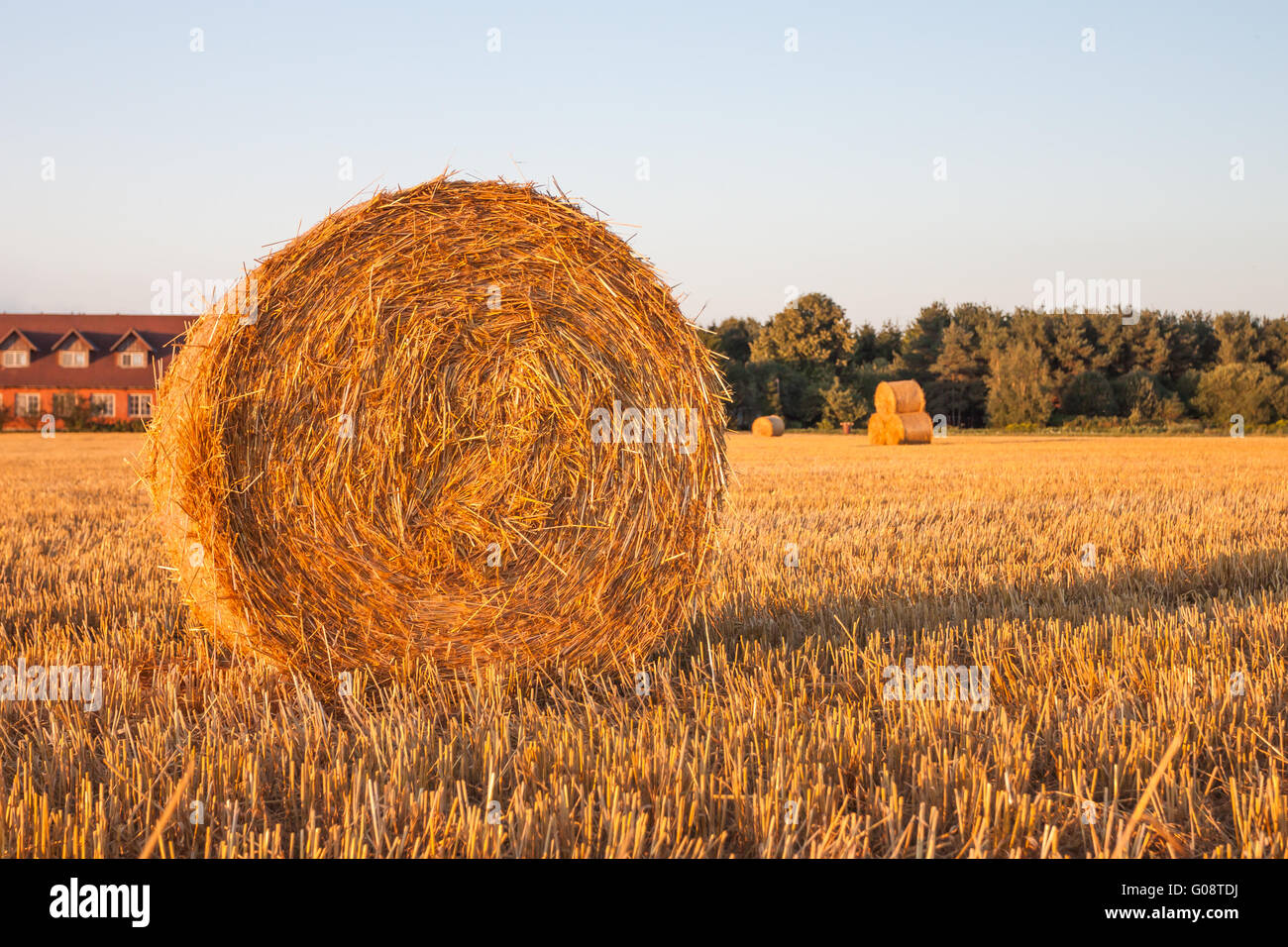 Balle di paglia in Prato Foto Stock