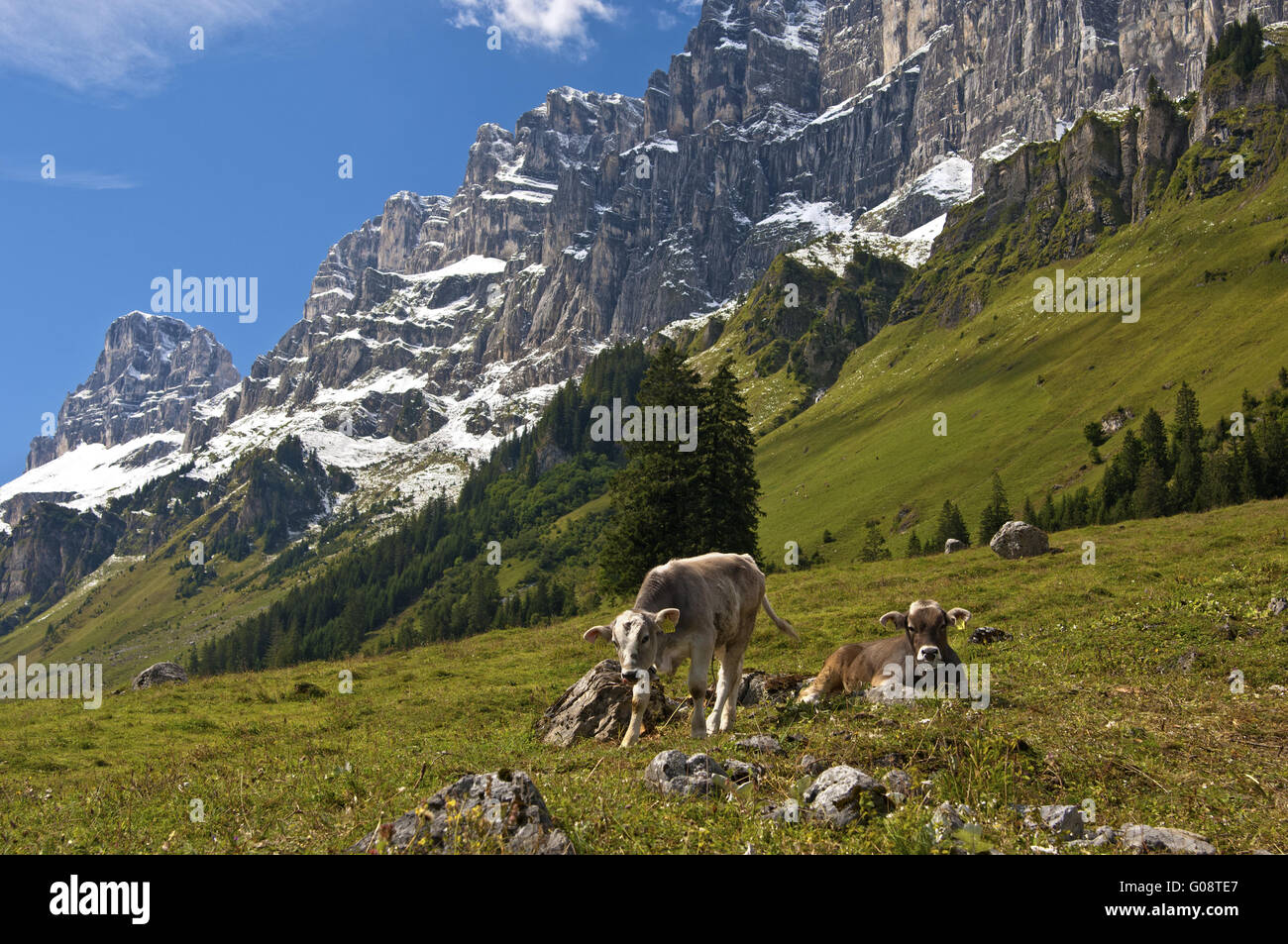 I vitelli su un pascolo alpino, Uri, Svizzera Foto Stock
