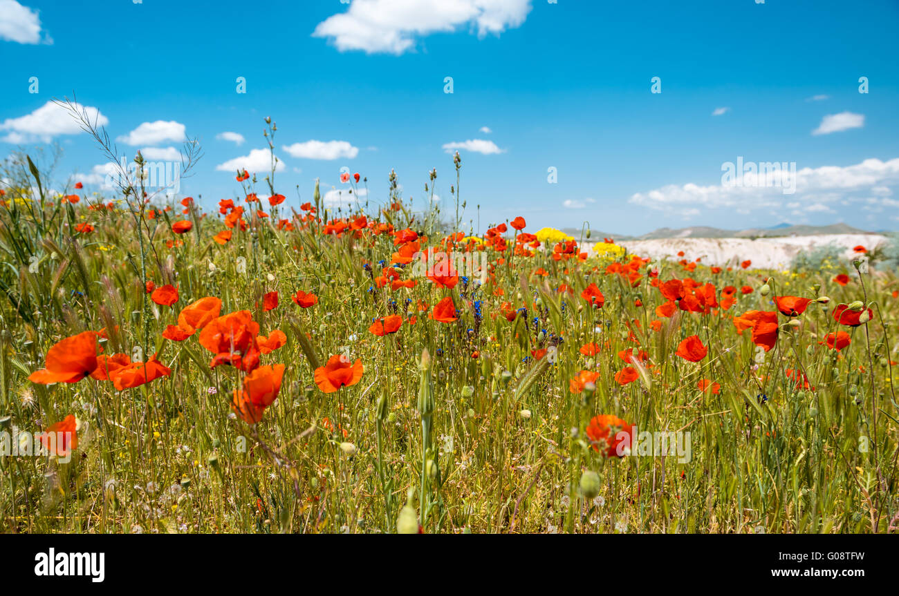 Campo luminoso del papavero rosso dei fiori in estate Foto Stock