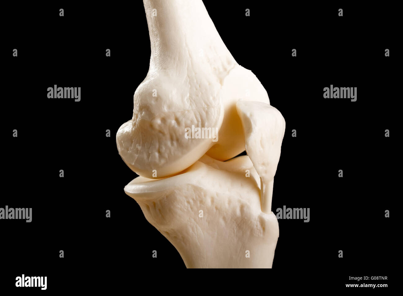 Anatomia dell'articolazione del ginocchio umano Foto Stock