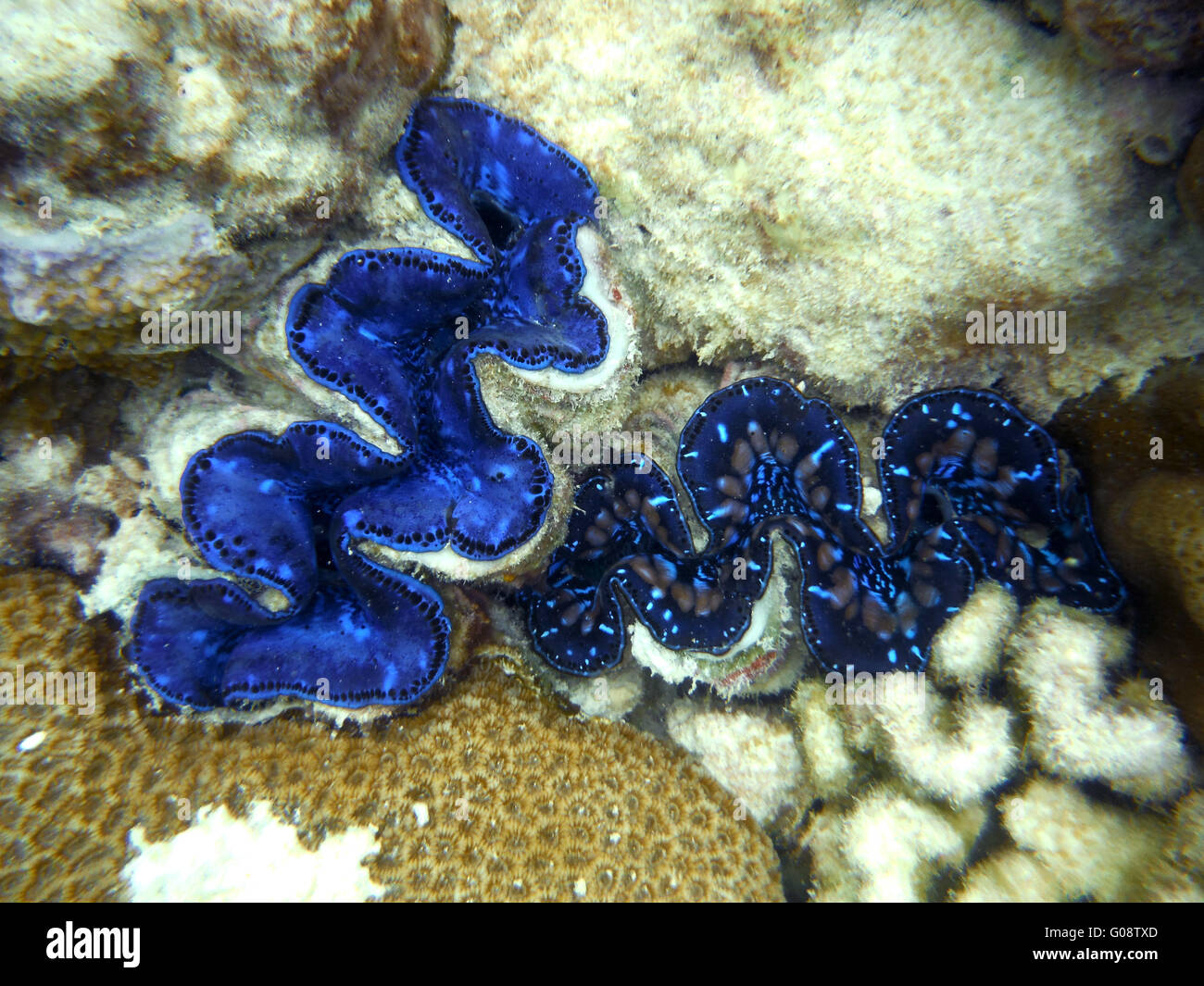 Scanalati Vongole Giganti in Oceano Pacifico, Isola Kiritimati Foto Stock Scanalati Vongole Giganti in Oceano Pacifico, Isola Kiritimati Foto Stock