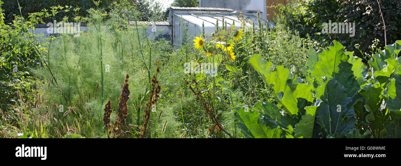 Unkempt agricoltori giardino con finocchietto e semi di girasole Foto Stock