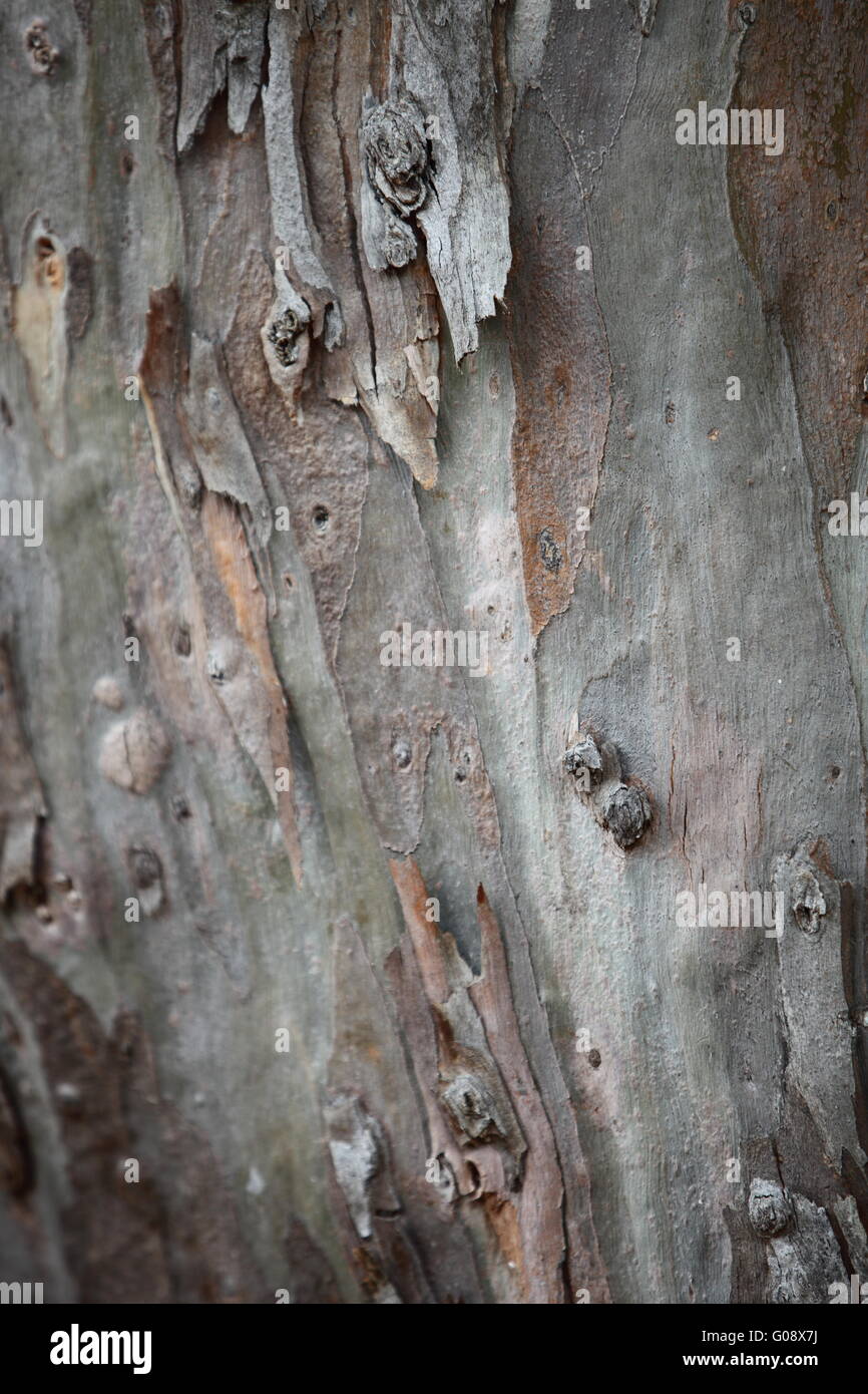 Sfondo di corteccia di albero Foto Stock