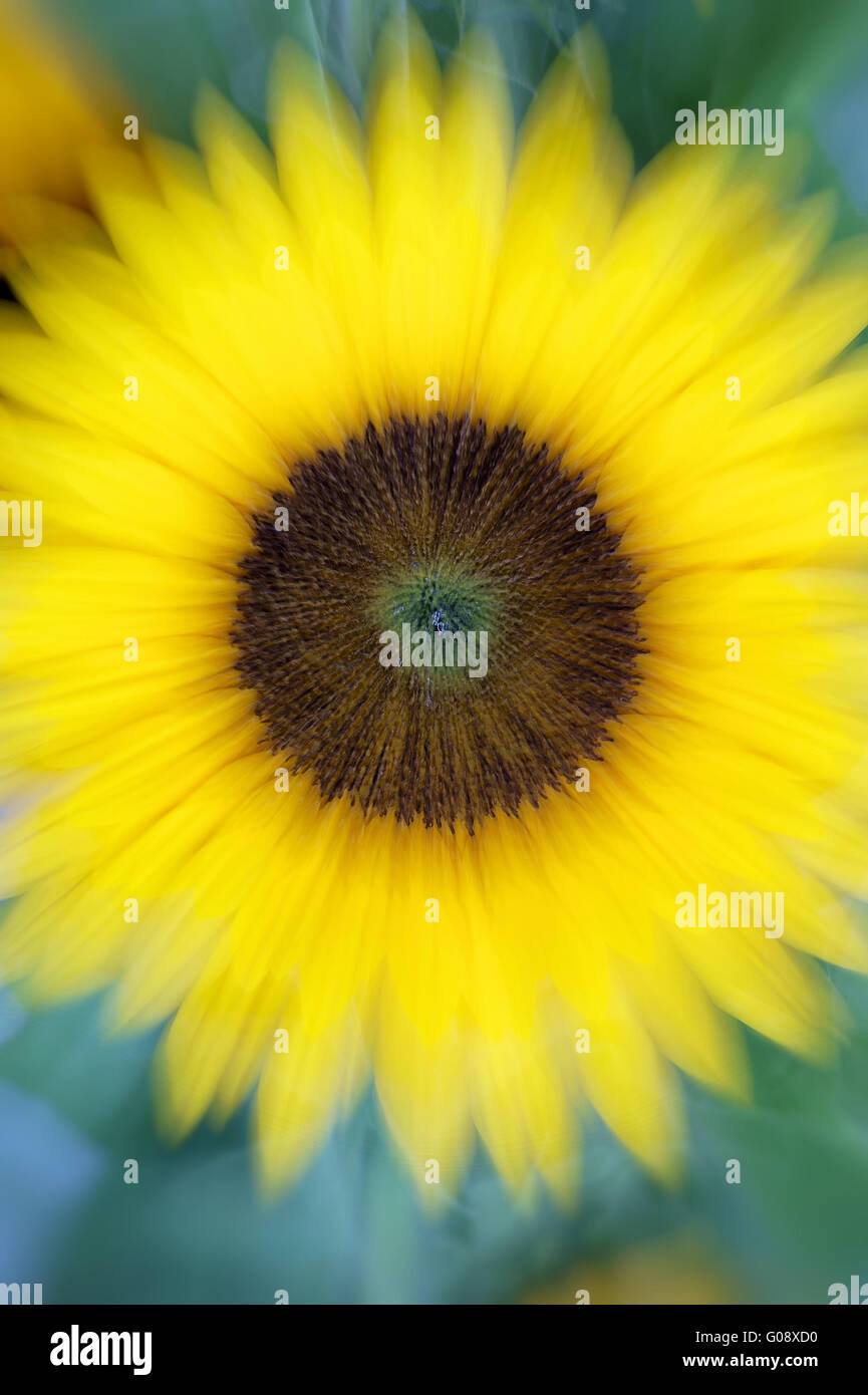 Girasole Foto Stock