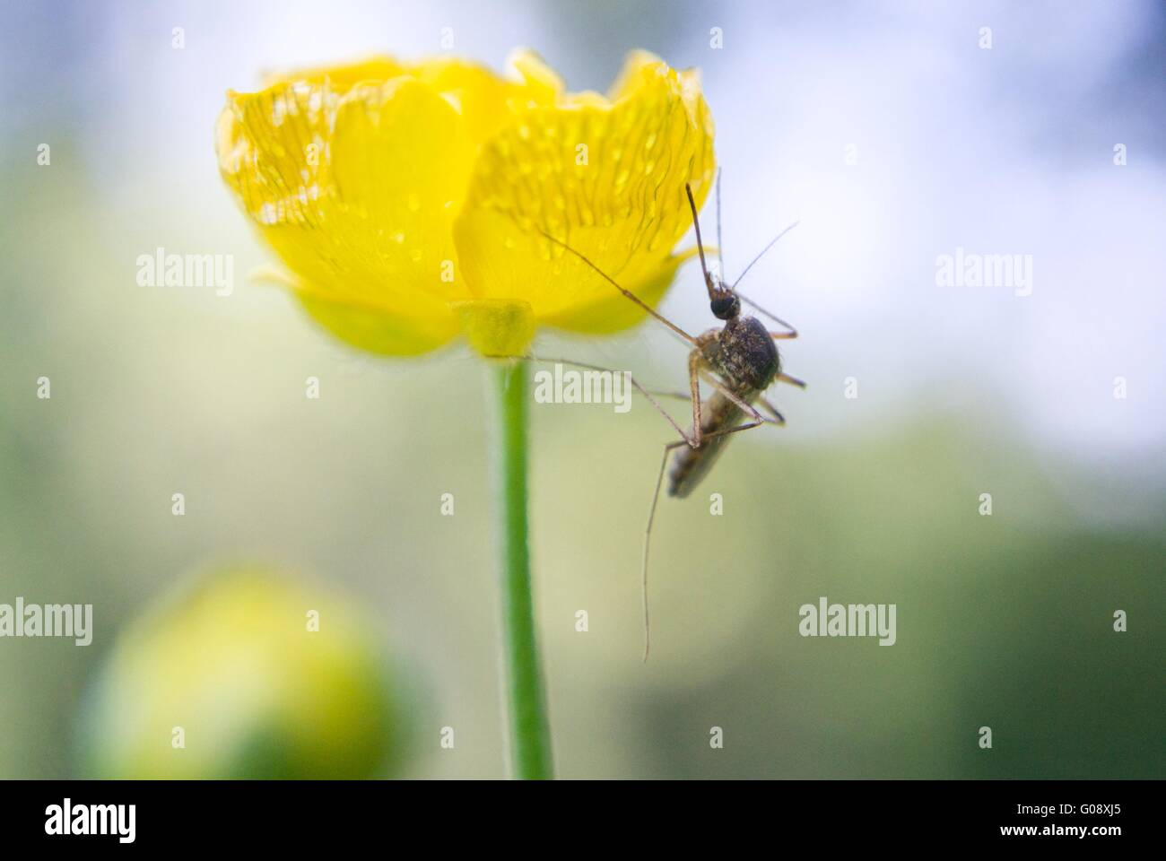 Mosquito su Buttercup (Ranunculus acris) Foto Stock