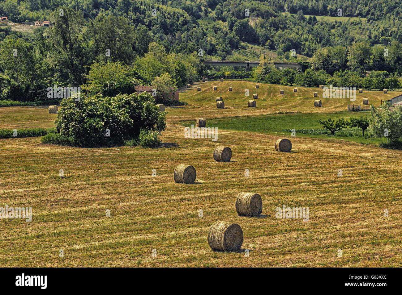 Il giallo di rotoballe di fieno sparsi in campi coltivati ora falciati nella campagna italiana Foto Stock