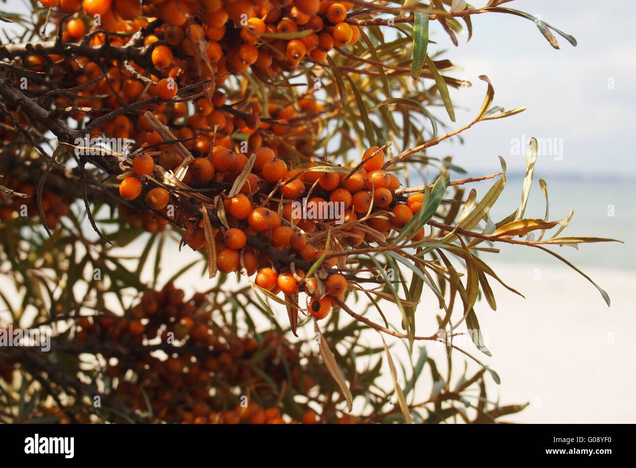 Sallow Thorn bacche di olivello spinoso Foto Stock