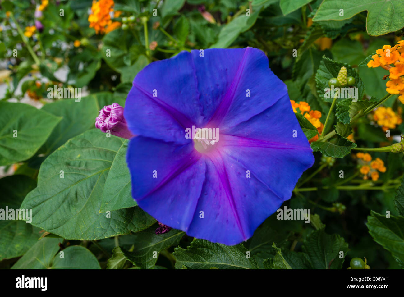 Fiori Foto Stock