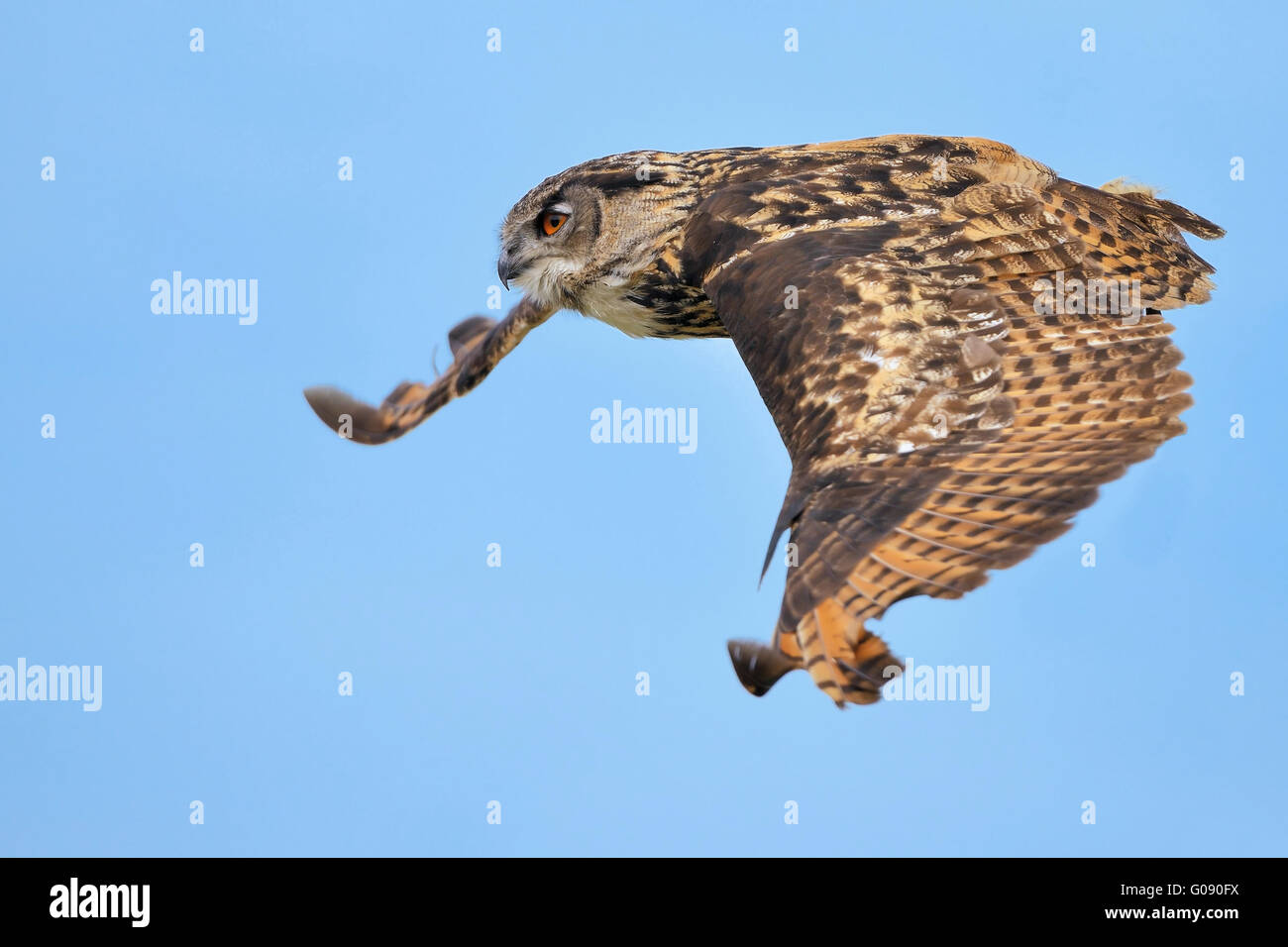 Gufo di Aquila Foto Stock