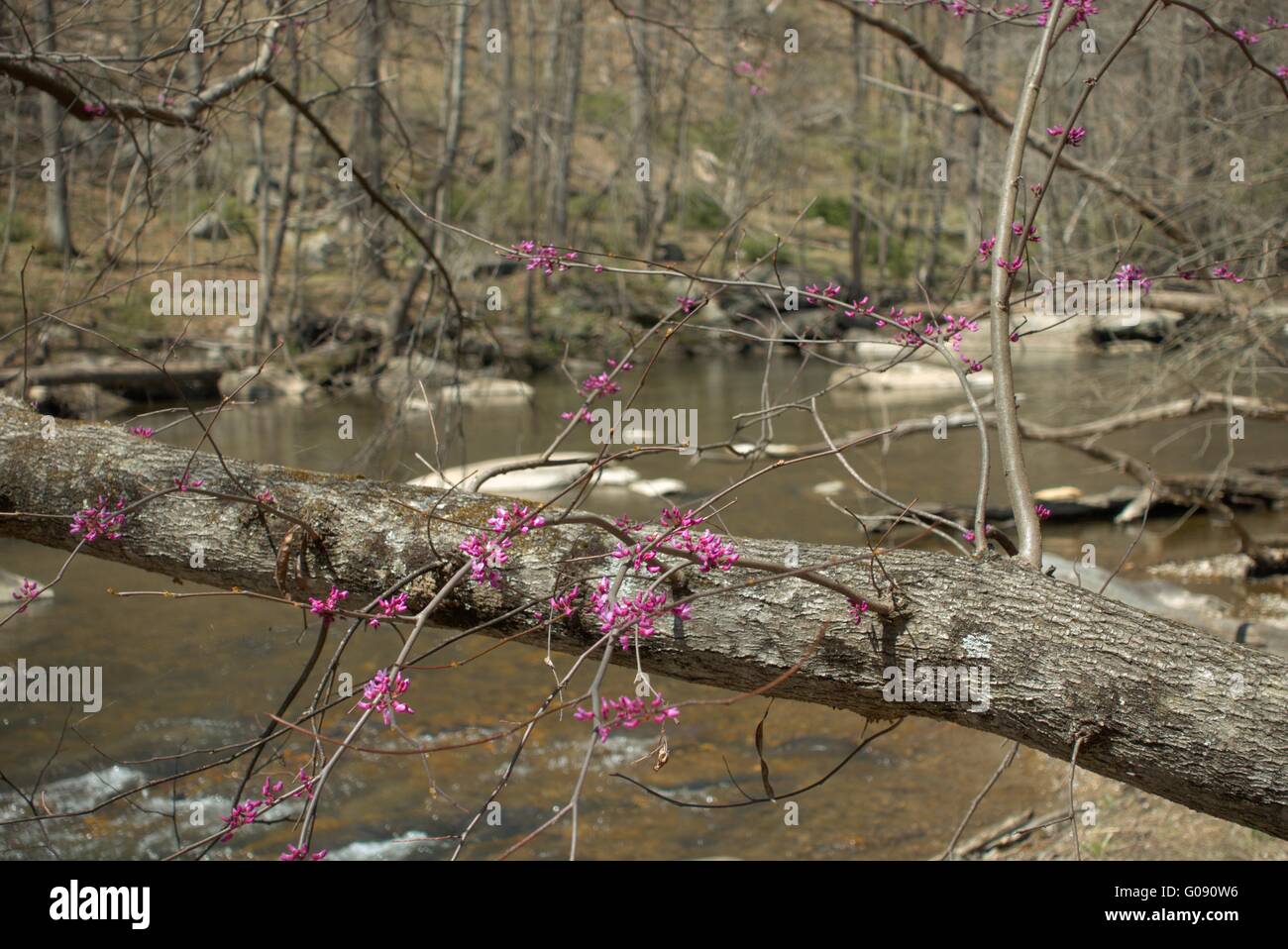 Un Appalachian Redbud accanto al fiume Patapsco. Foto Stock