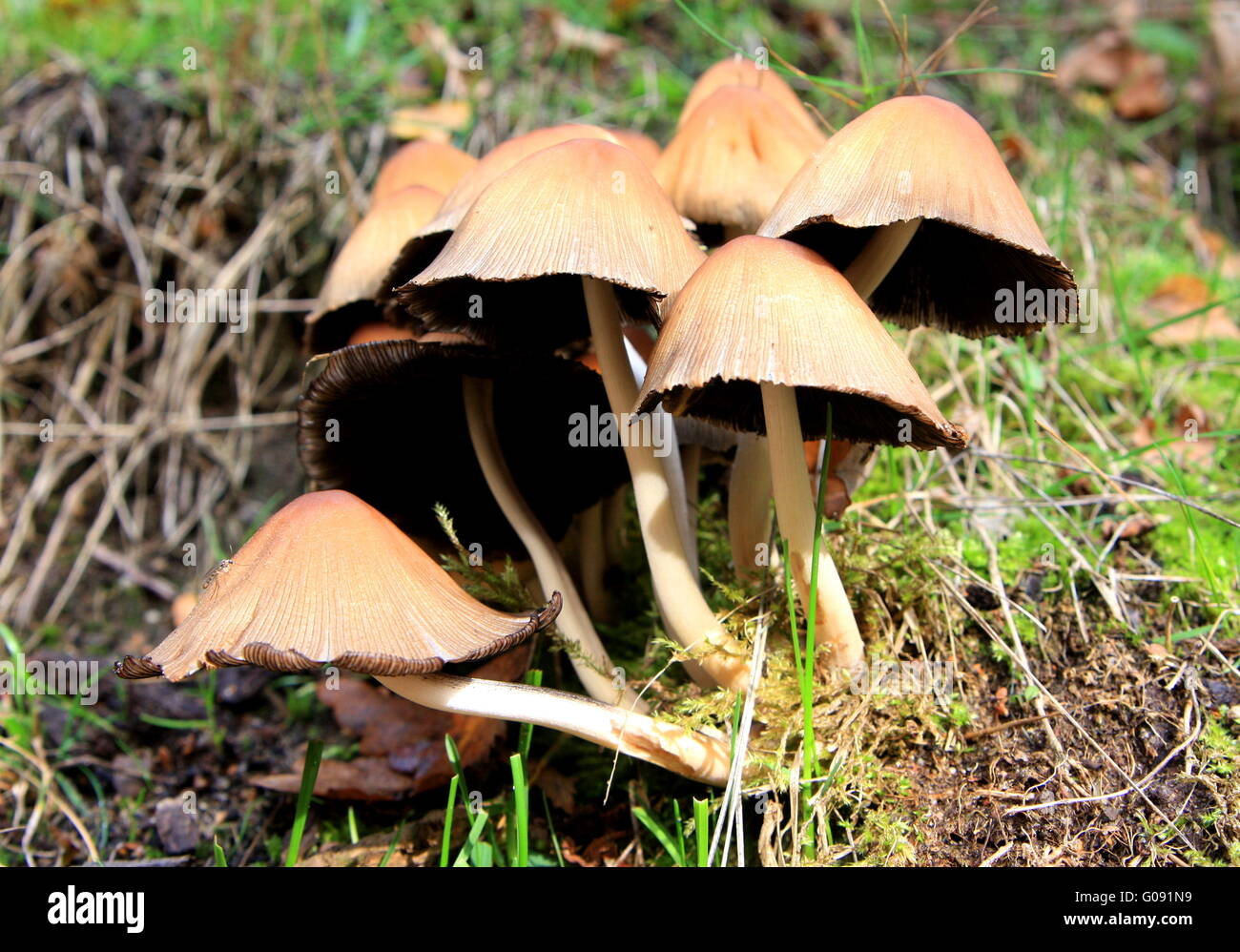 Gruppo di funghi Foto Stock