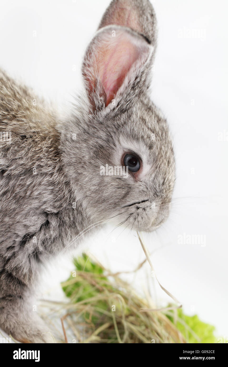 Coniglio grigio bunny isolati su sfondo bianco Foto Stock