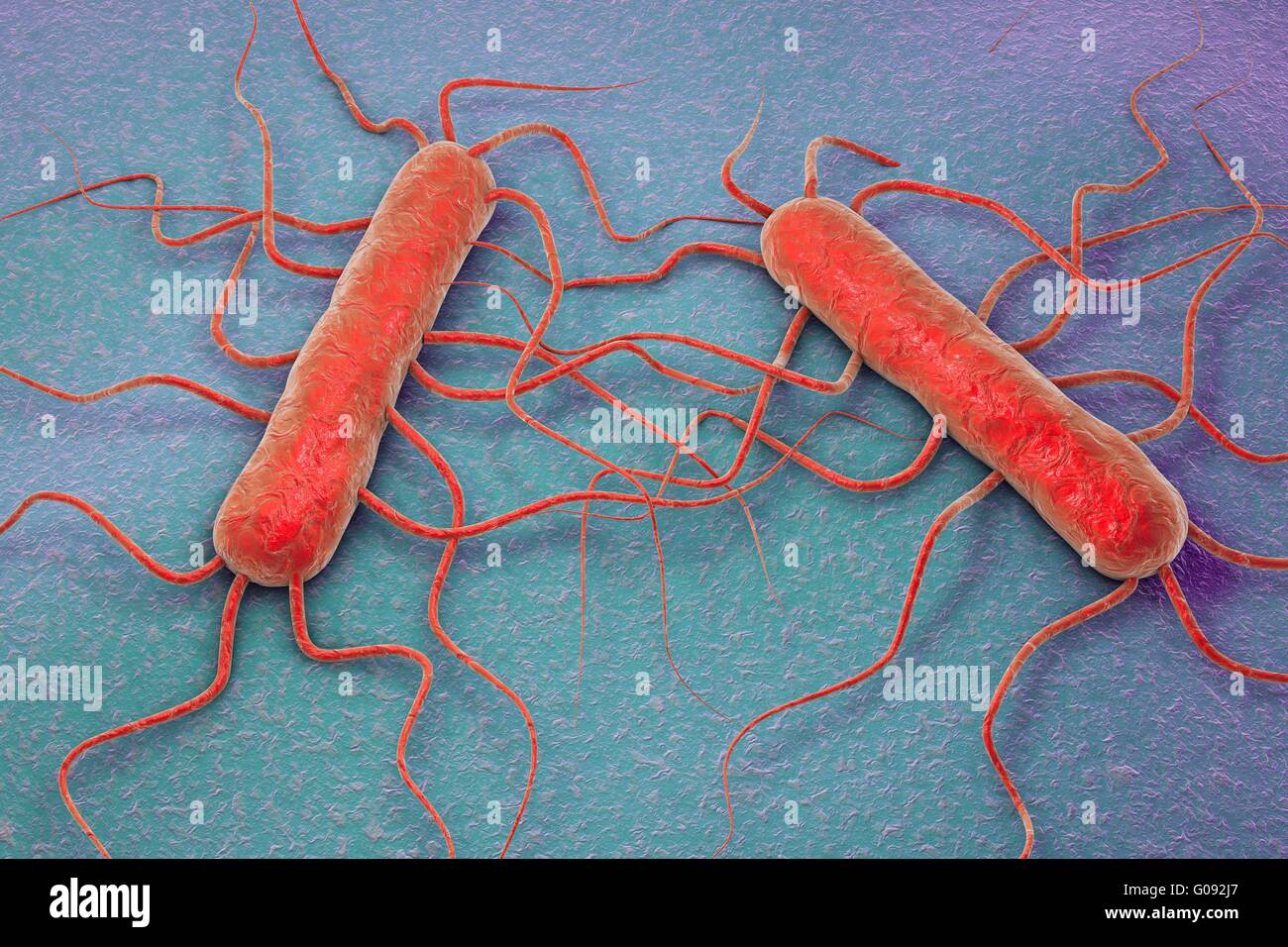 Listeria monocytogenes bacteria immagini e fotografie stock ad alta  risoluzione - Alamy