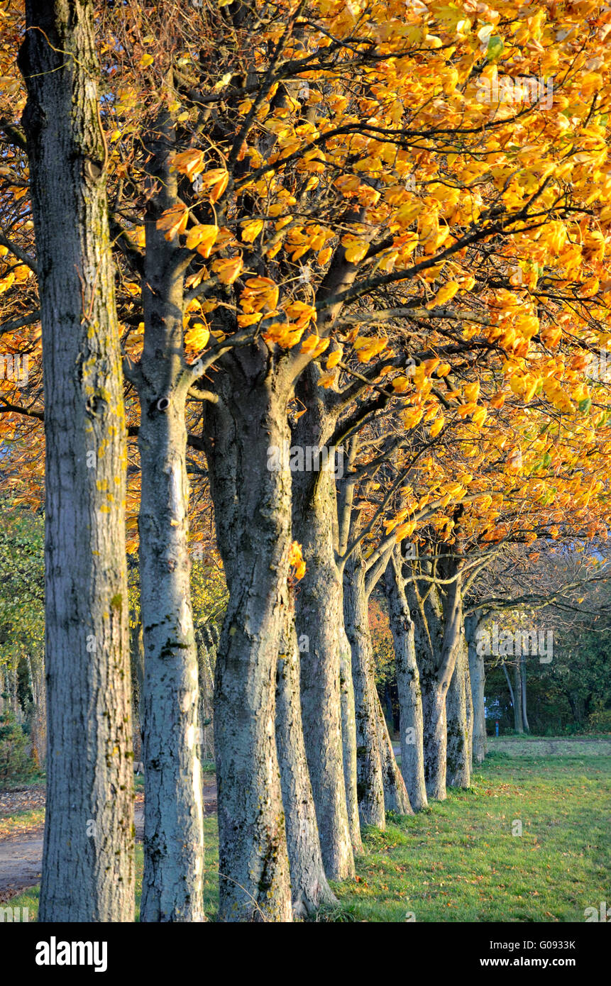 Fila di alberi in autunno Foto Stock