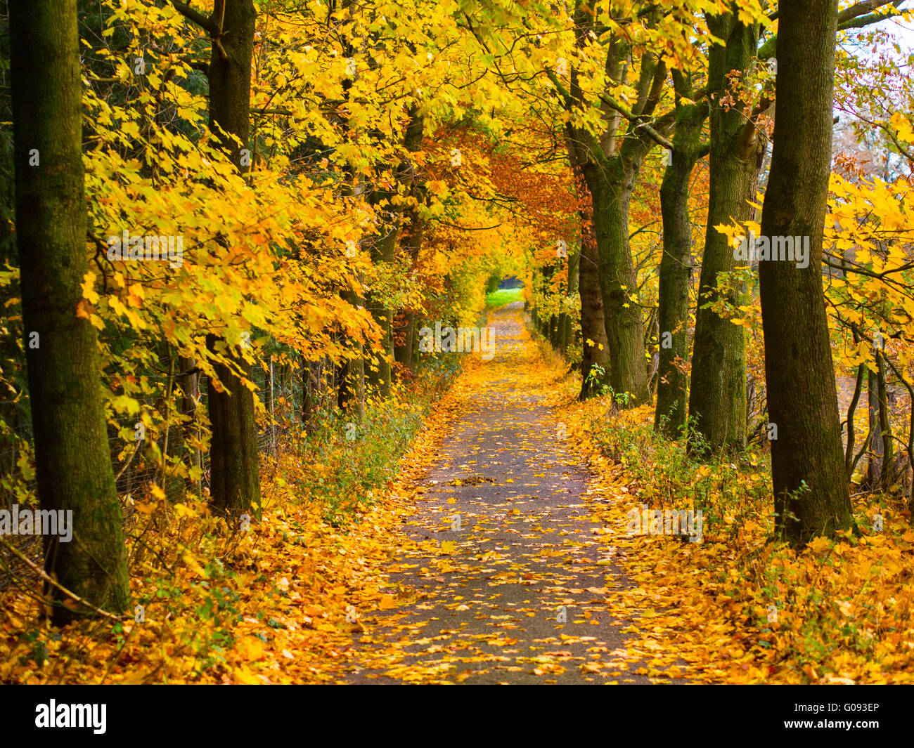Viale alberato a piedi in autunno Foto Stock