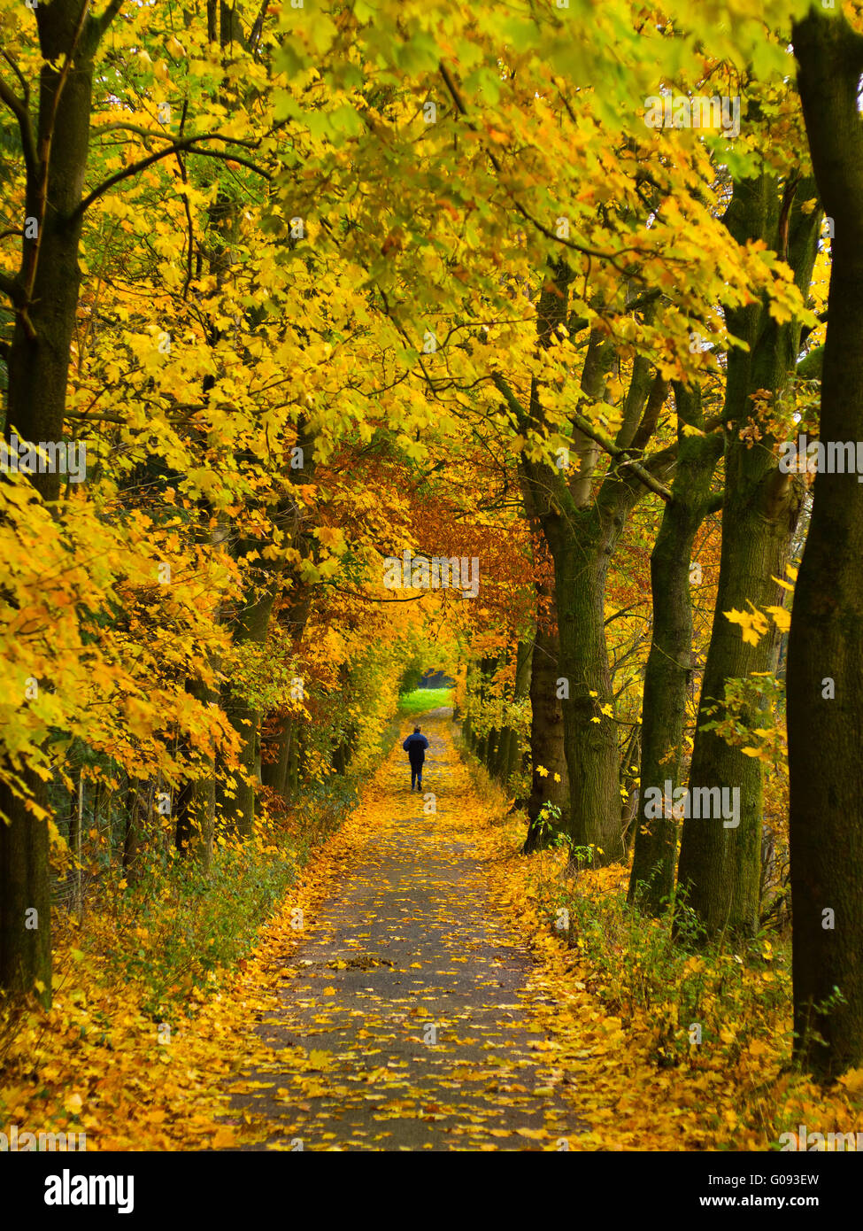 Viale alberato a piedi in autunno Foto Stock