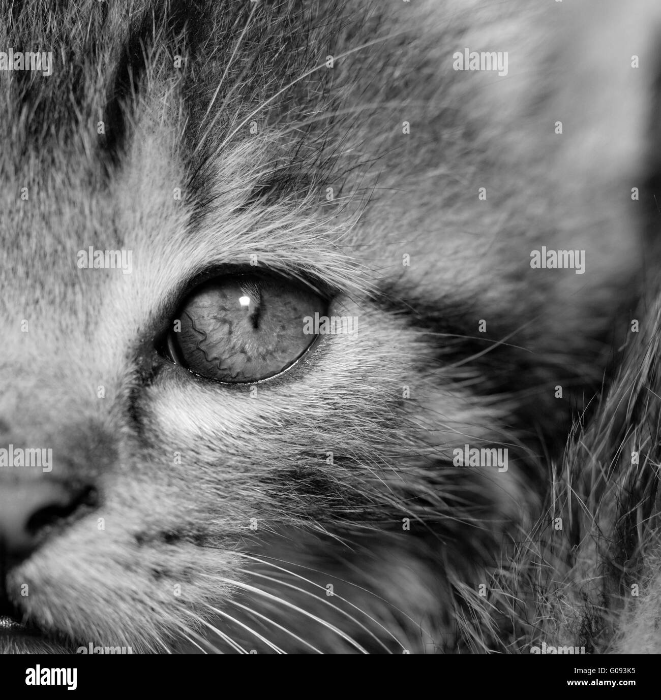 Close-up ritratto di tabby gatto di casa - bianco e nero Foto Stock