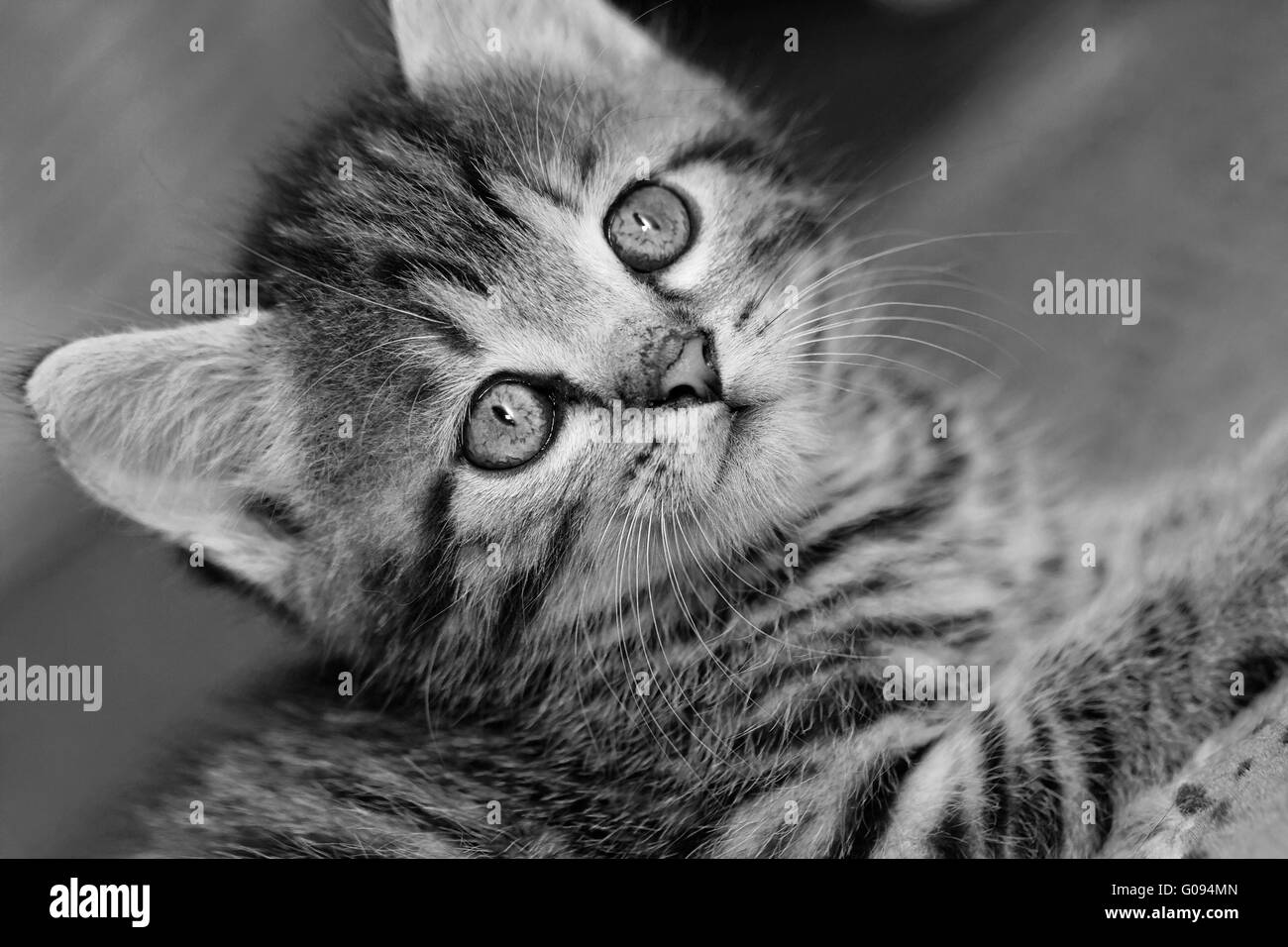 Close-up ritratto di tabby gatto di casa - bianco e nero Foto Stock