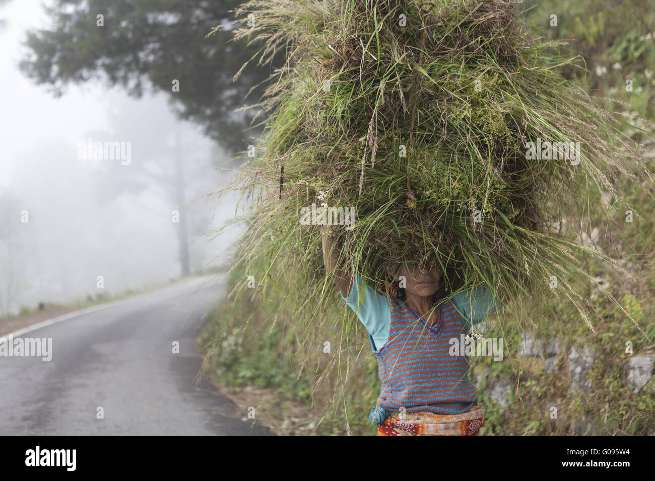 Donna indiana fieno di trasporto sulla testa, India Foto Stock