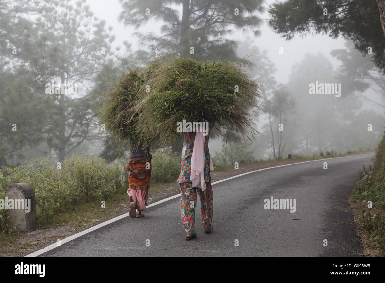Le donne indiane fieno di trasporto sulla testa, India Foto Stock
