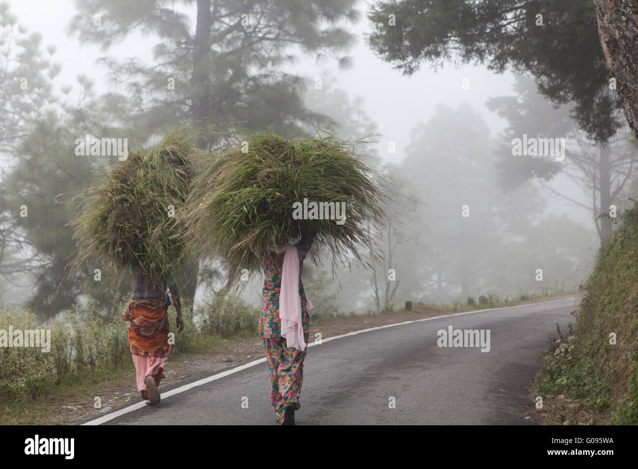 Le donne indiane fieno di trasporto sulla testa, India Foto Stock