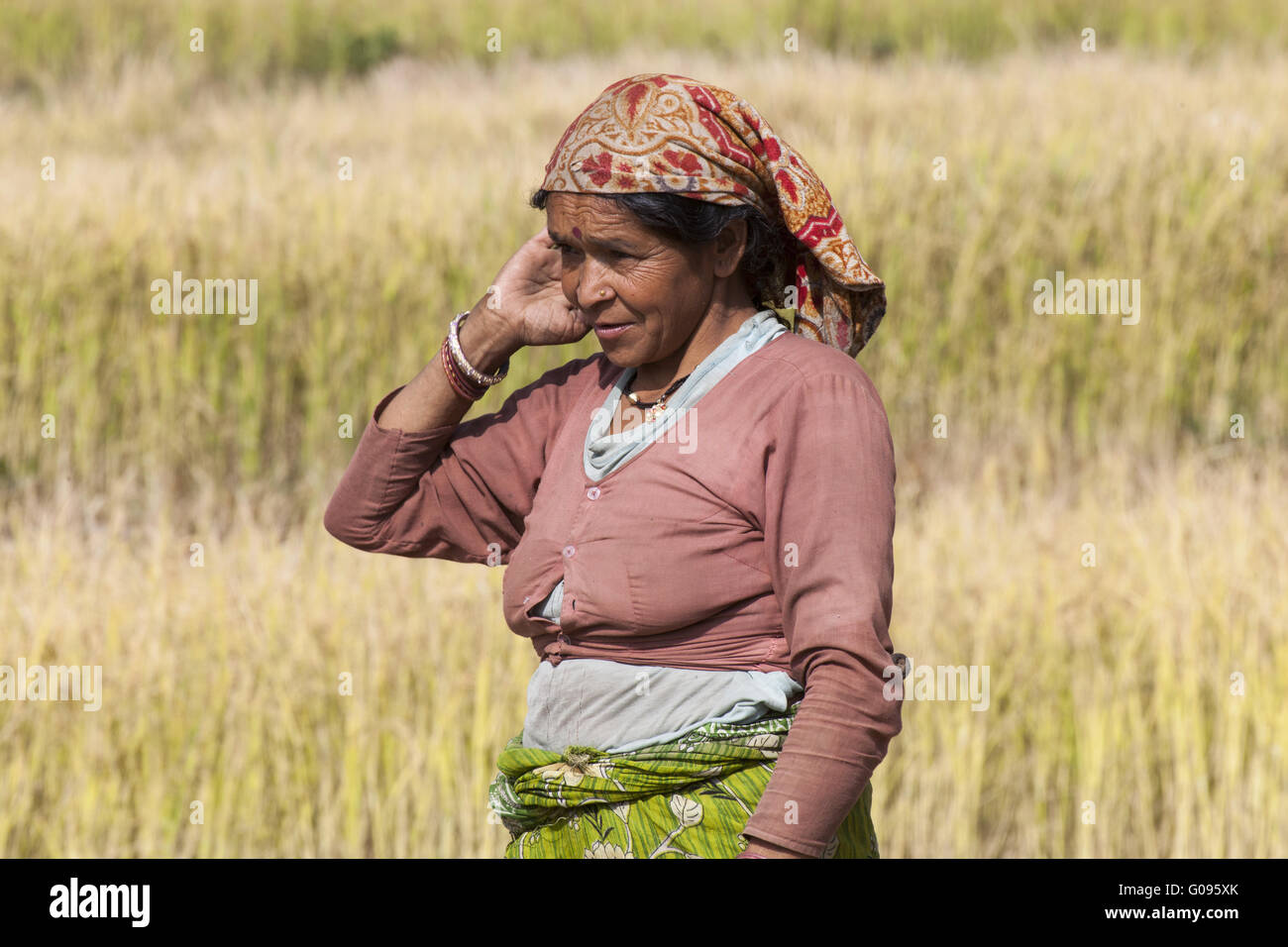 Donna indiana raccolto paglia di riso, India del Nord Foto Stock