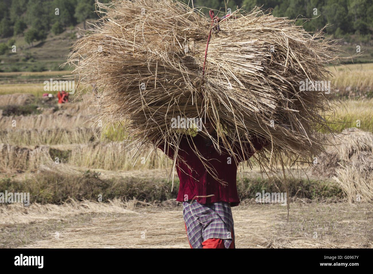 Donna indiana raccolto paglia di riso, India del Nord Foto Stock