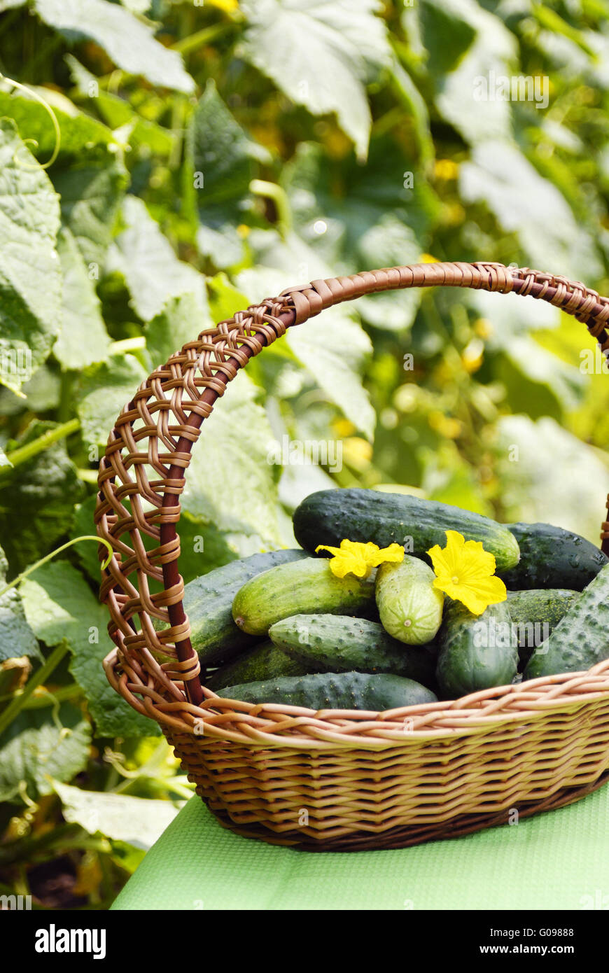 I cetrioli di raccolto in un cestino sullo sfondo verde Foto Stock