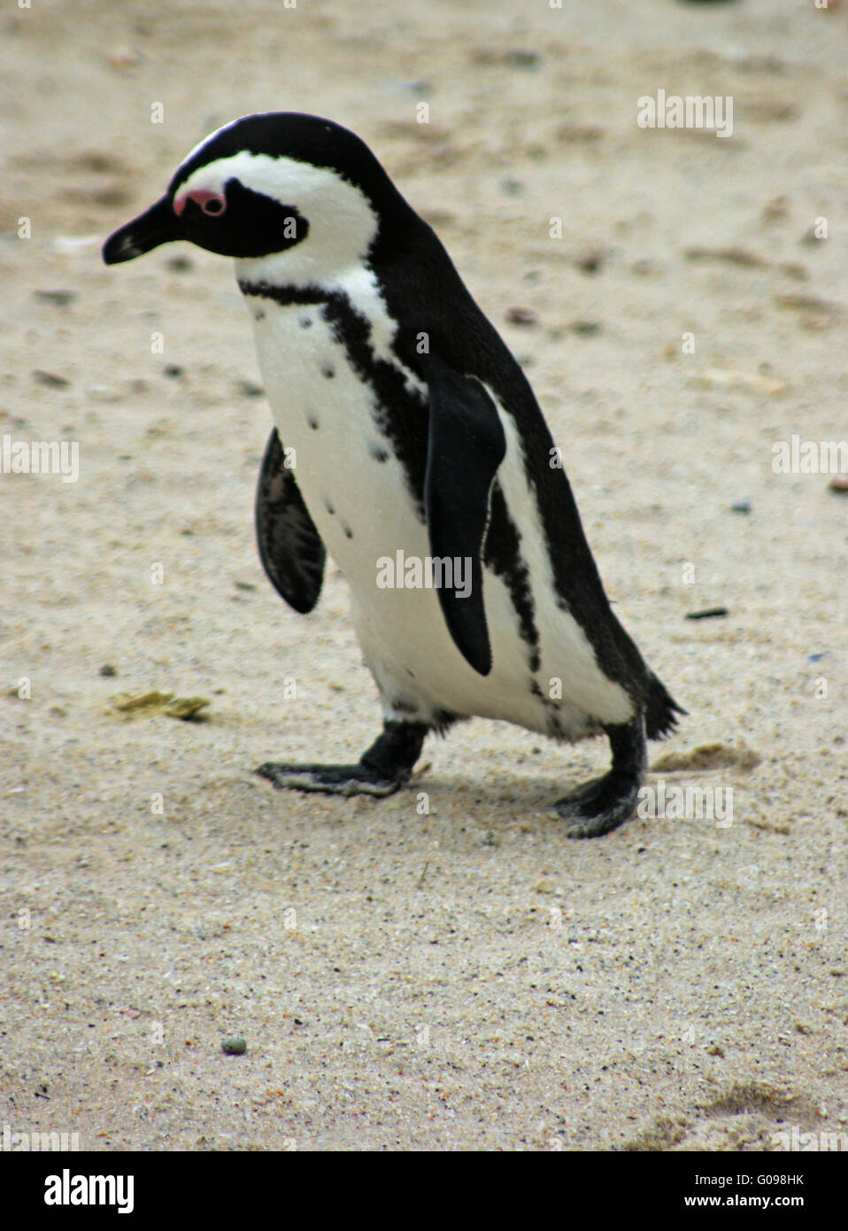 pinguino Foto Stock