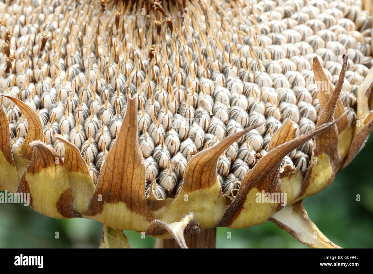 Close up di fresco semi di girasole sui semi di girasole crown Foto Stock