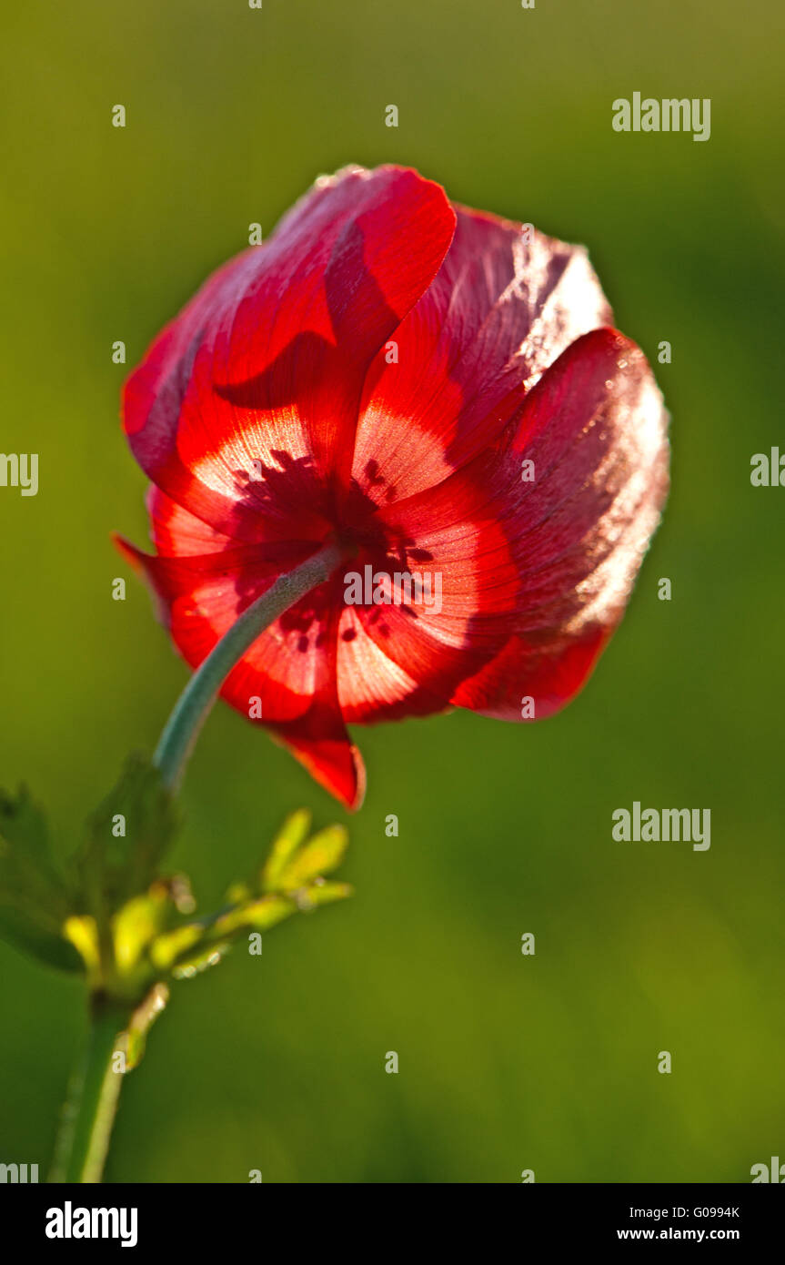 Anemone coronaria , lato inferiore Foto Stock