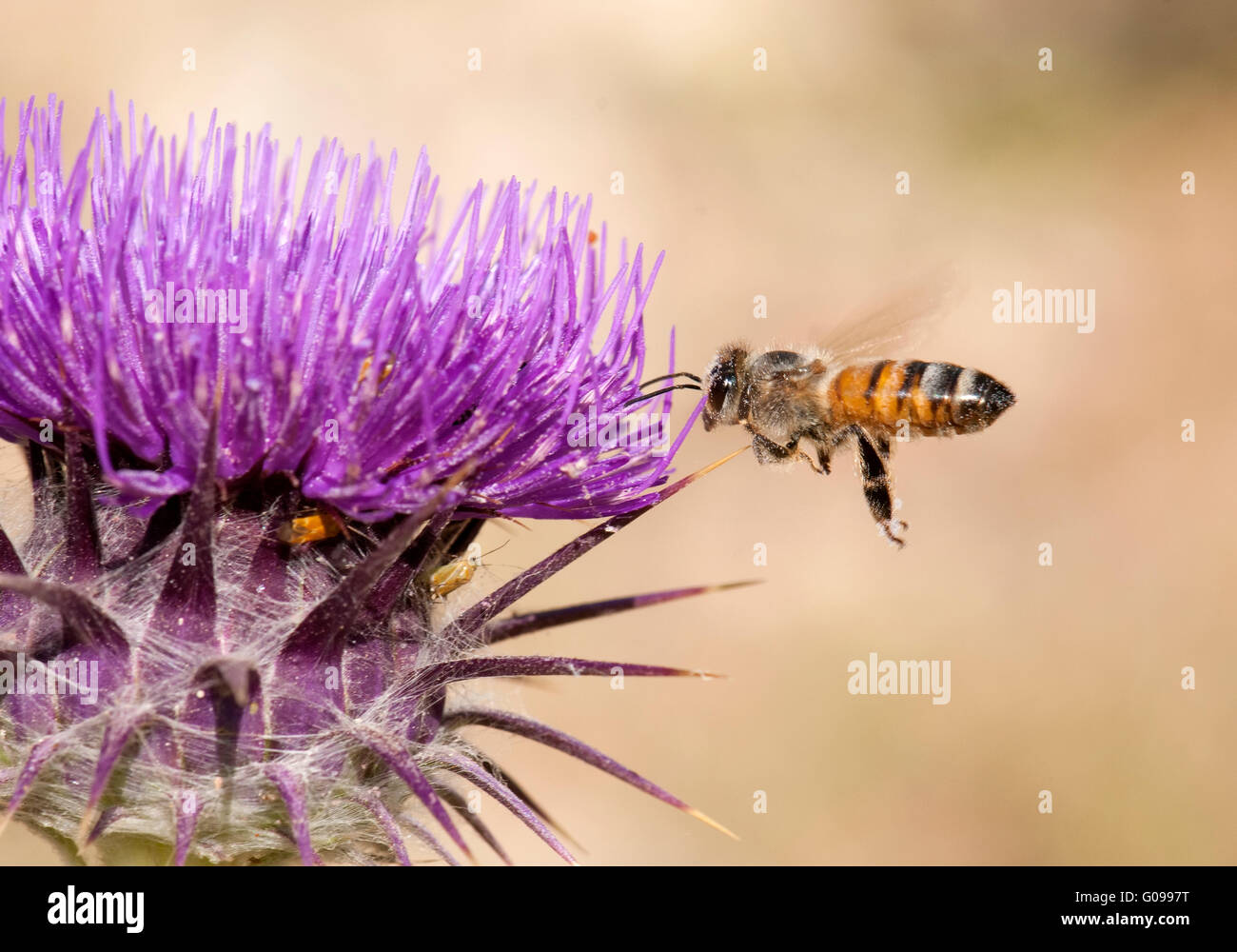 Il miele delle api avvicinando thorn flower Foto Stock