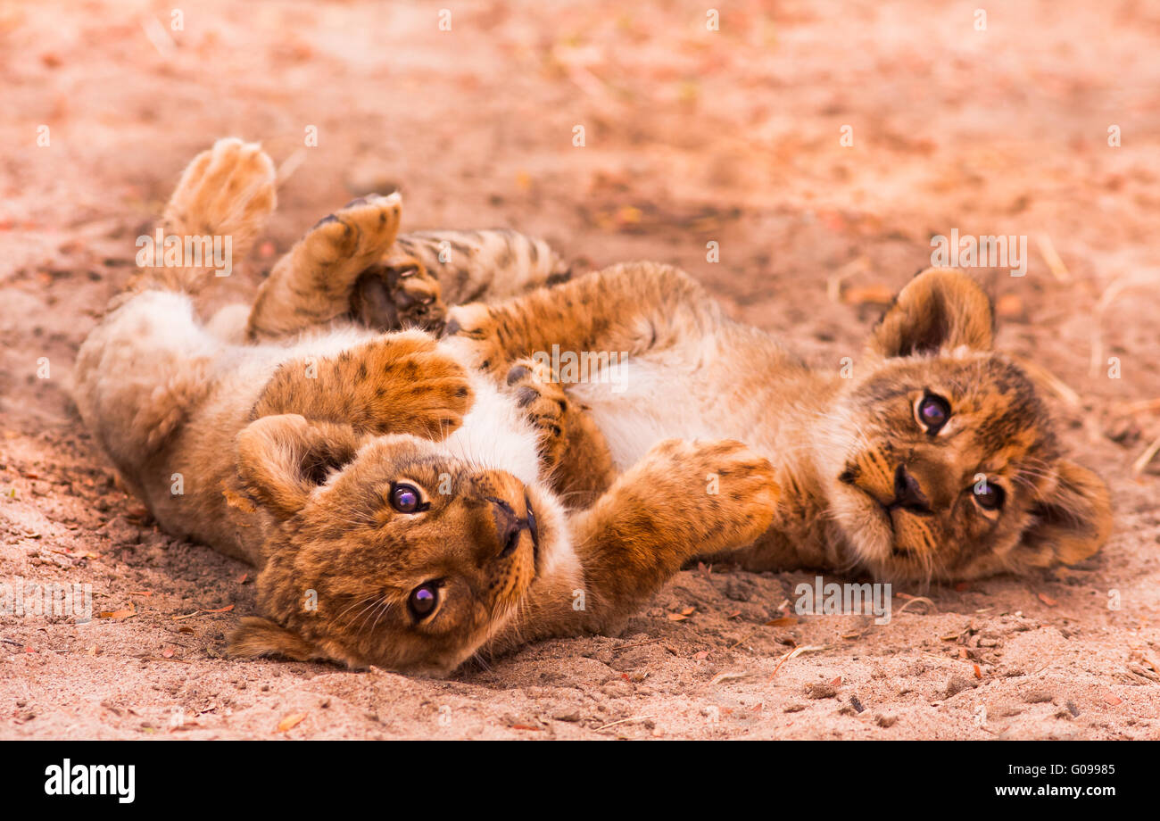 Cuccioli di leone sveglio Foto Stock