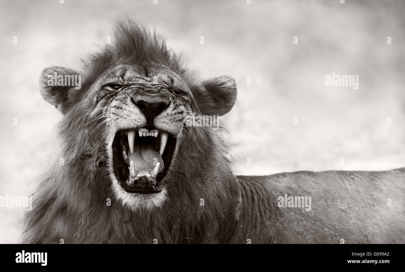 Lion visualizzazione denti pericolose Foto Stock
