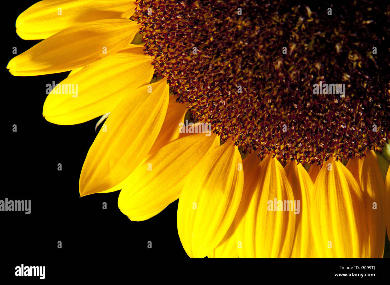 Girasole Foto Stock