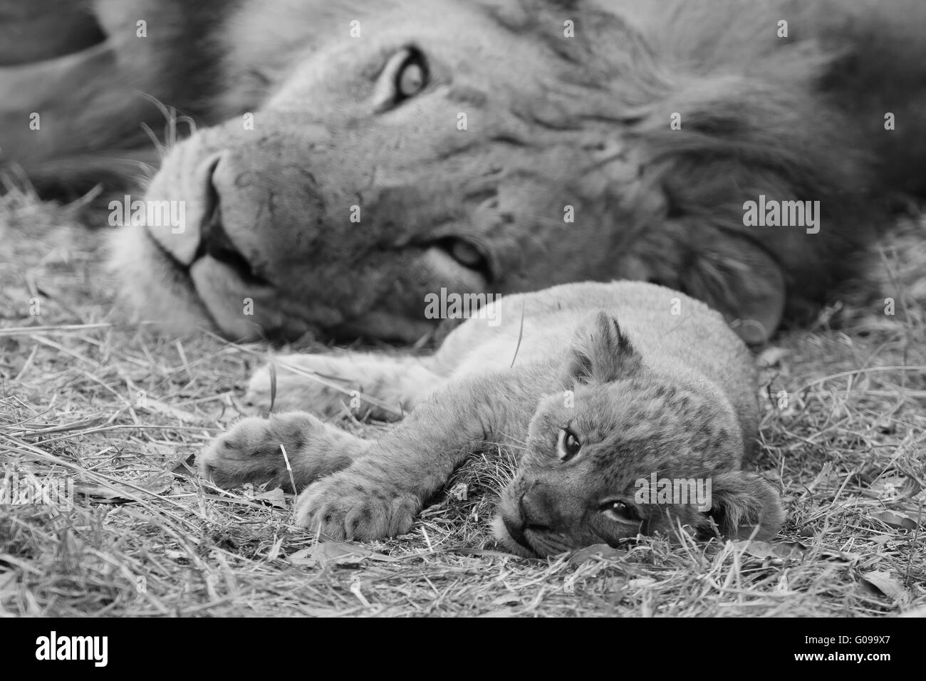 Carino Lion Cub appoggiate con il padre Foto Stock