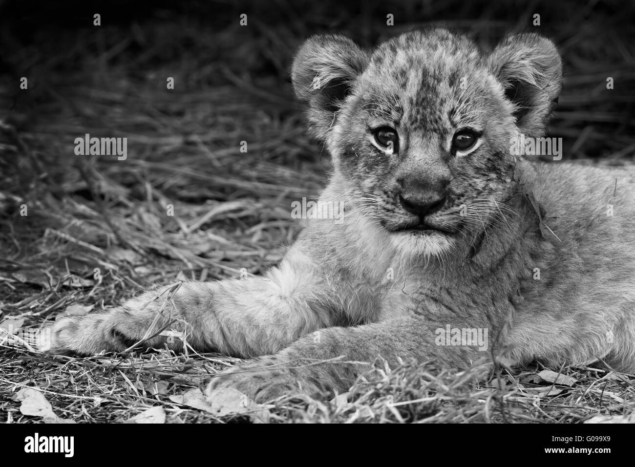 Carino Lion cub in bianco e nero Foto Stock