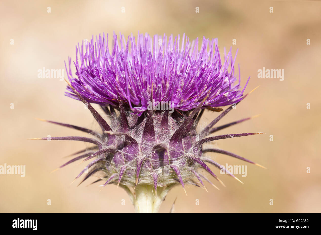 Carciofo cotone-cardo, fiore di spina Foto Stock