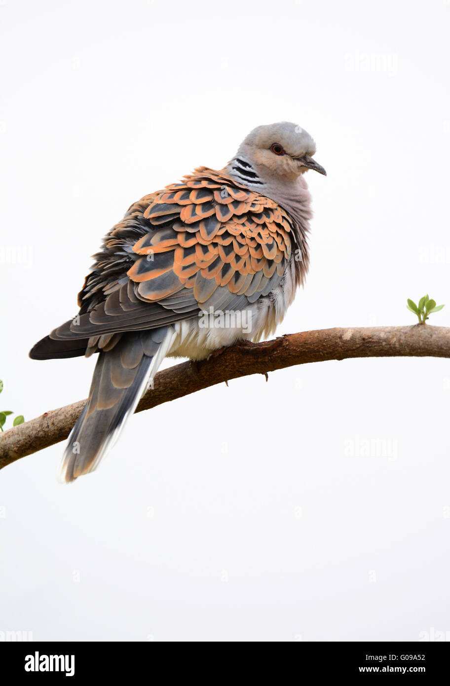 Unione tortora Streptopelia turtur Foto Stock