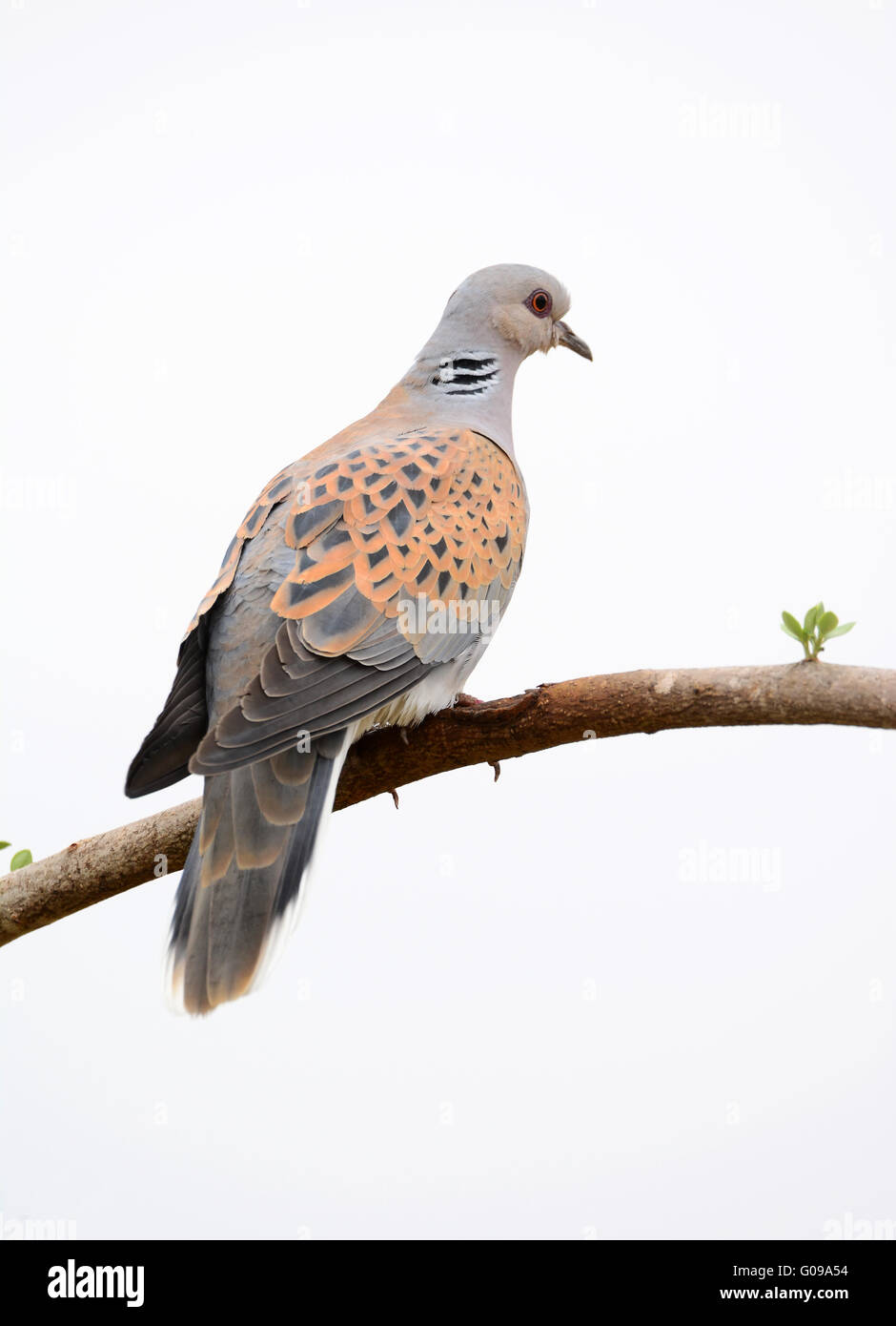 Unione tortora Streptopelia turtur Foto Stock