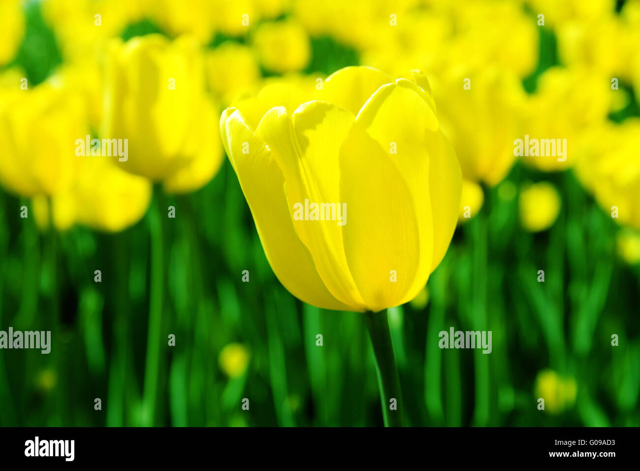 Grande tulipano giallo su uno sfondo di letto di fiori Foto Stock