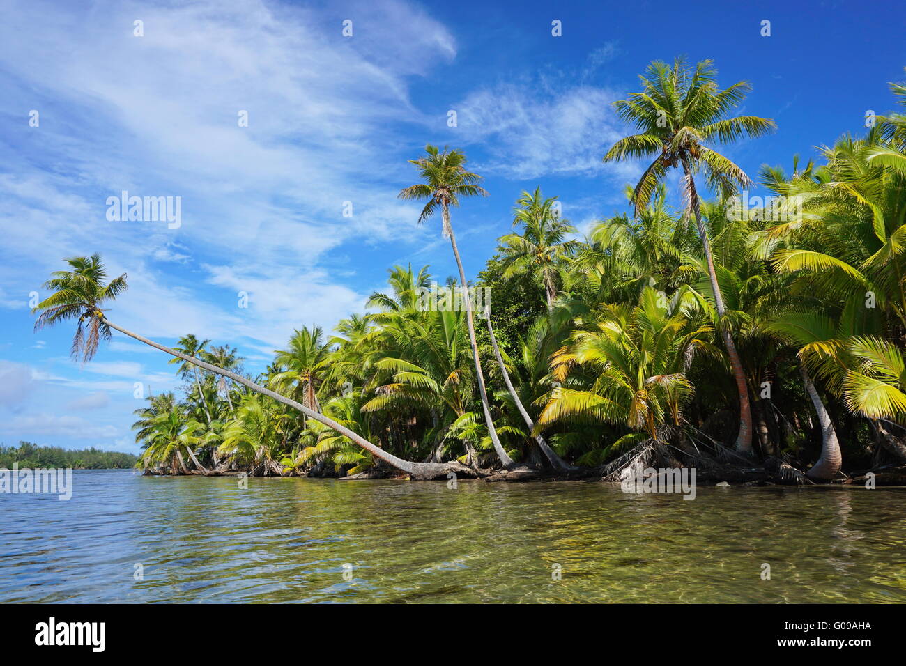Lussureggianti palme di cocco sulla riva del lago Fauna Nui, Maeva, Huahine isola, Polinesia Francese Foto Stock