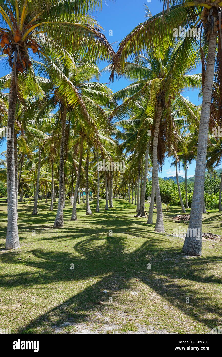Percorso attraverso palme di cocco, Huahine, Isole della Società, Polinesia Francese Foto Stock